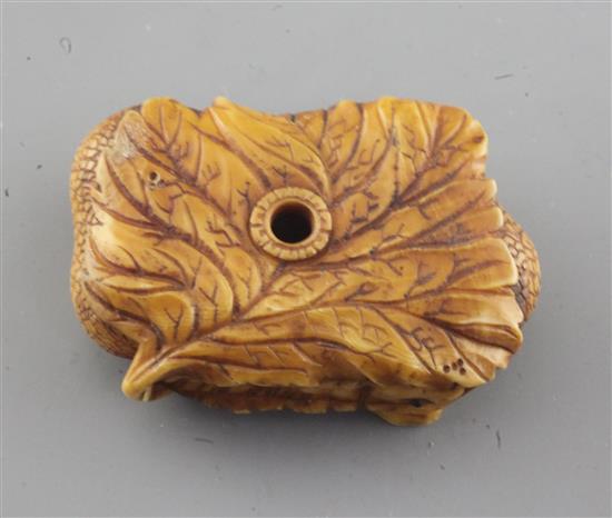 A Japanese ivory netsuke of a moth, Meiji period, w. 4cm